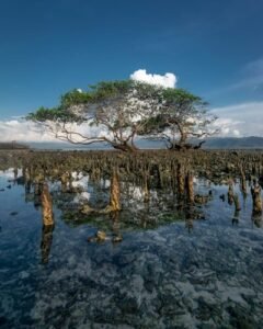 a tree that is standing in the water