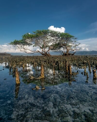 a tree that is standing in the water